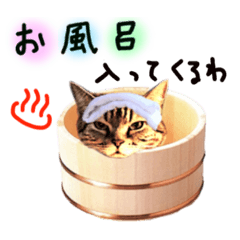 [LINEスタンプ] 関西弁の猫の毎日 3