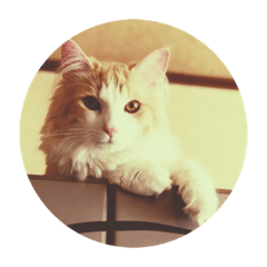 [LINEスタンプ] ノルウェージャンフォレストキャット 2