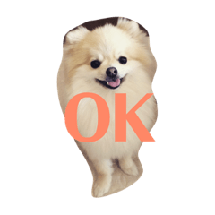 [LINEスタンプ] ポメラニアンのミルキーくん_1
