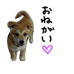 [LINEスタンプ] タローにコタロー
