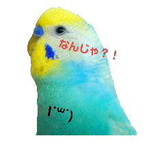 [LINEスタンプ] セキセイインコ  ポポくん♥