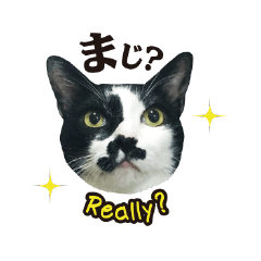 [LINEスタンプ] コバン・ザ・キャット