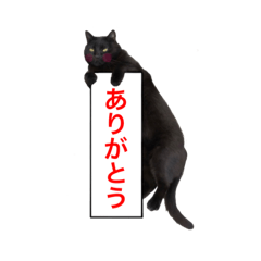 [LINEスタンプ] 黒猫サリーのオモチャ箱の画像（メイン）