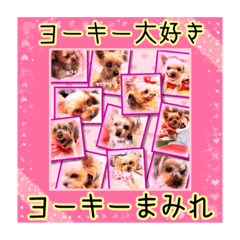[LINEスタンプ] ヨーキーまみれ家①