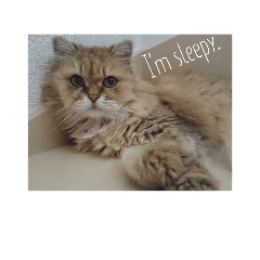 [LINEスタンプ] Dignity of cat(Chinchila Persian).