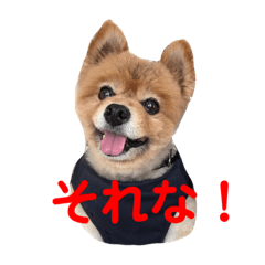 [LINEスタンプ] 蘭丸ちゃん