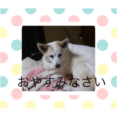 [LINEスタンプ] うちの子達のスタンプ