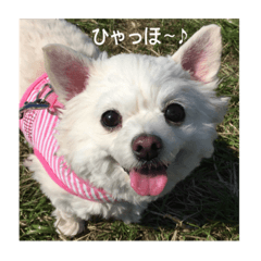 [LINEスタンプ] しぃちゃんたち