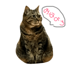 [LINEスタンプ] ちゃーさんの1日