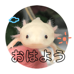 [LINEスタンプ] ウーパールーパー（ももちゃん）