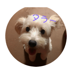 [LINEスタンプ] お犬様2