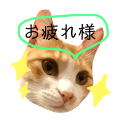 [LINEスタンプ] 茶トラ白きなこくん