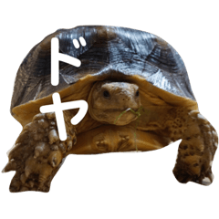 [LINEスタンプ] 亀たちの日常