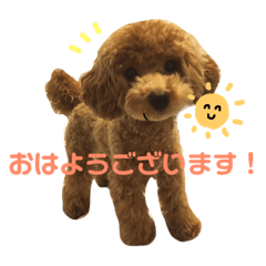[LINEスタンプ] もこもこトイプーめろんちゃん