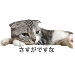 [LINEスタンプ] こたろう 入門編