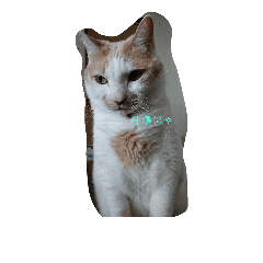 [LINEスタンプ] ミル猫