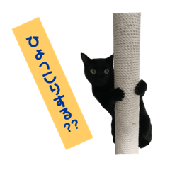 [LINEスタンプ] 家族の日常withにゃんこ