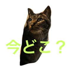 [LINEスタンプ] キジトラ猫フクの幸せな日々 part2
