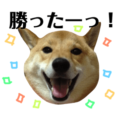 [LINEスタンプ] 柴犬なな 野球応援