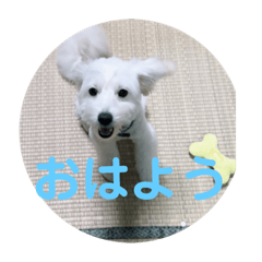 [LINEスタンプ] ワンコ花＆菊