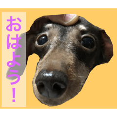 [LINEスタンプ] 可愛い犬！ミニチュアダックスフンド！