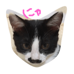 [LINEスタンプ] ねこのきもち。。