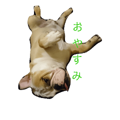 [LINEスタンプ] まろすけちゃん