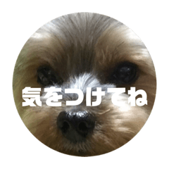 [LINEスタンプ] ヨーキー いち君