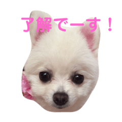 [LINEスタンプ] 愛犬ななちゃん♡