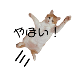 [LINEスタンプ] おばあちゃん猫のまったりスタンプ♪
