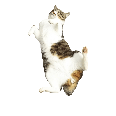 [LINEスタンプ] 鯖猫のるう