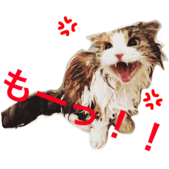 [LINEスタンプ] スコティッシュフォールドのEmma