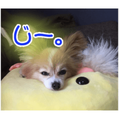 [LINEスタンプ] かわいわんこさん