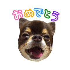 [LINEスタンプ] チョコタンチワワの日常会話〜よく使う言葉