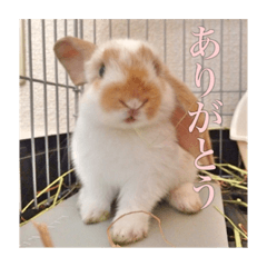 [LINEスタンプ] うさぎのゆきちゃんです