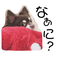 [LINEスタンプ] チワワのドリーくん 1.