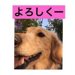 [LINEスタンプ] ラテまる2