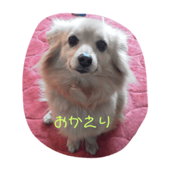 [LINEスタンプ] ポメックス れいずんの1日