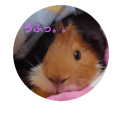 [LINEスタンプ] モルモットのちゃちゃです
