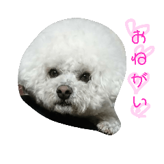 [LINEスタンプ] 彼は犬だ。