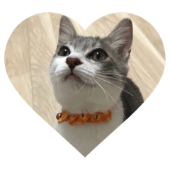 [LINEスタンプ] 可愛い猫・小梅スタンプ