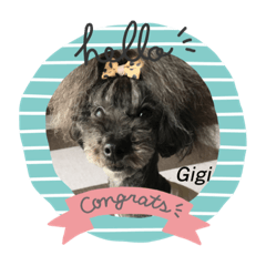 [LINEスタンプ] トイプードルGigi3