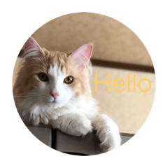 [LINEスタンプ] ノルウェージャンフォレストキャット 猫