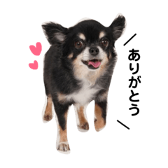 [LINEスタンプ] チワワのゆめさん