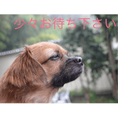 [LINEスタンプ] チワズーのそら