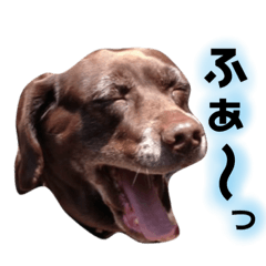 [LINEスタンプ] 黒ラブちゃん★
