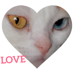 [LINEスタンプ] オッドアイ幸運猫