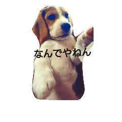 [LINEスタンプ] こうめとこはく