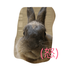 [LINEスタンプ] うさぎの二郎②