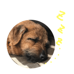 [LINEスタンプ] ノーフォークテリアの斗真